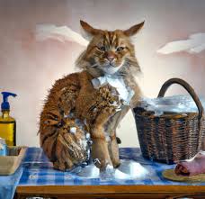 Le Chat Nerveux